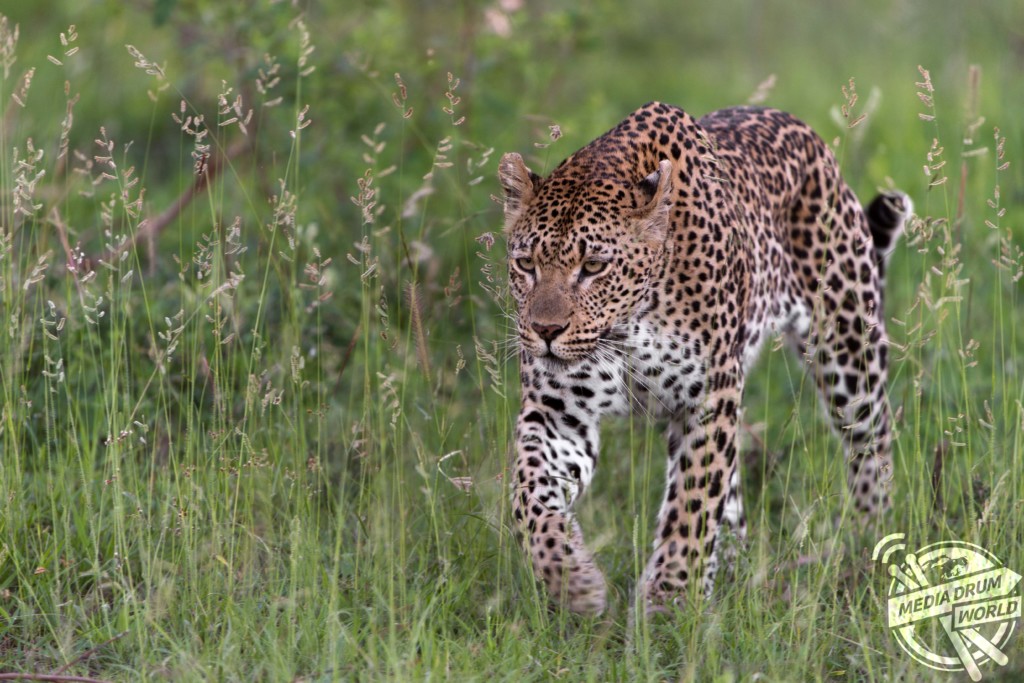 Cannibal Leopard