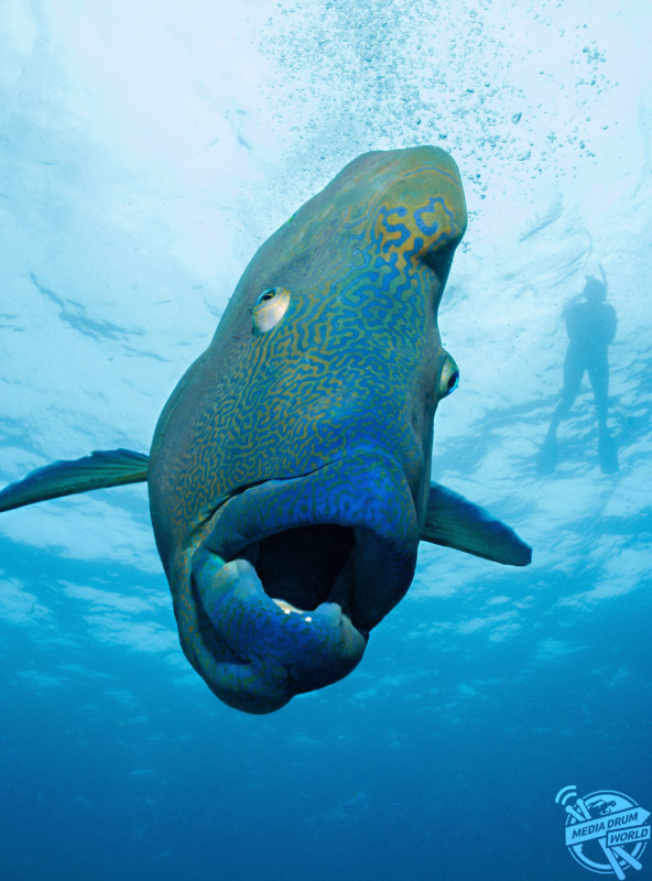 Giant fish with his mouth wide open. JAW-DROPPING role reversal pictures appear to show a huge five-foot-long fish swallowing a diver for his lunch. The diver’s legs look like they were dangling out of 330-pound Napoleon wrasse’s mouth as it attempts to gobble him whole, but in fact the lucky diver was actually behind the wrasse. Other spectacular shots show another diver’s head appear to poke of out the large fish’s mouth as the photographer created another eye-boggling optical illusion. The wrasse, which divers named Wally, seemed to enjoy human interaction and is pictured playing around with the divers as they get up close for a selfie. The images were captured by Australian hospital worker and dive instructor Gary Brennand (50) from Perth as he dived at the Great Barrier Reef.