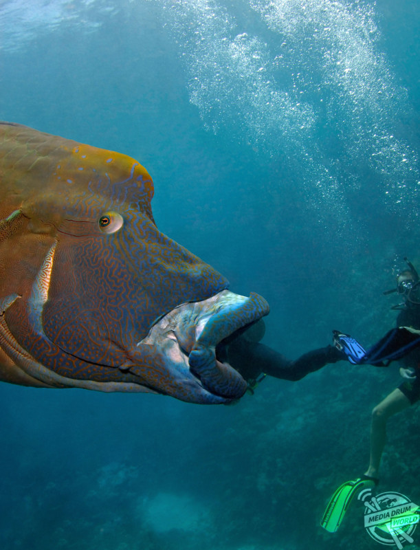 One diver looks as though he's entering the fish's mouth. 