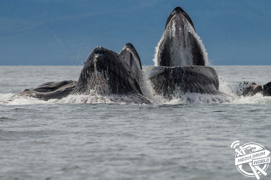 Humpback whales bubble net feeding. 