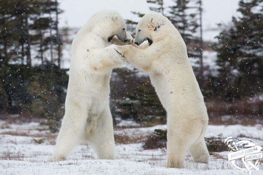 Polar Bear Fight