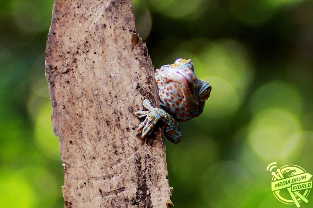 A Tokay gecko pokes its head out from behind a tree. 