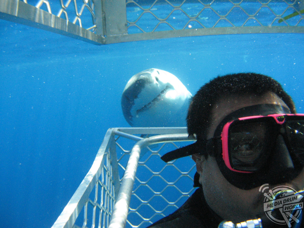 Shark Selfies