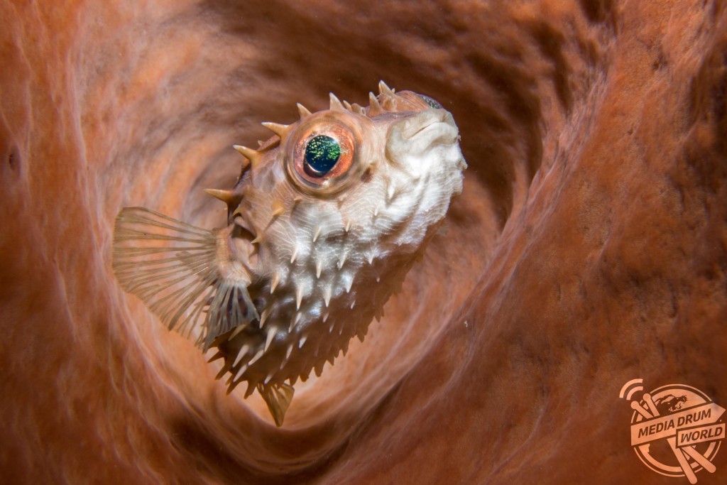 A small pufferfish captured in sponge. Marcelo Johan Ogata / mediadrumworld.com