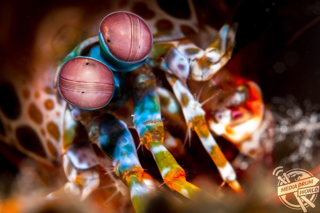 A colourful macro shot of a mantis shrimp. Marcelo Johan Ogata / mediadrumworld.com