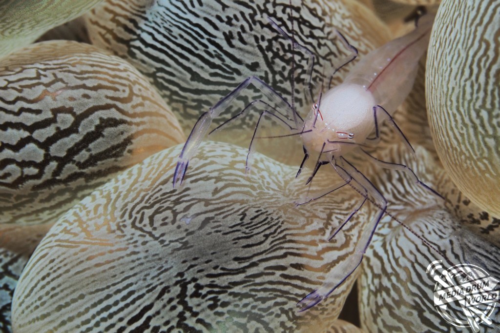A bubble coral shrimp. Marcelo Johan Ogata / mediadrumworld.com
