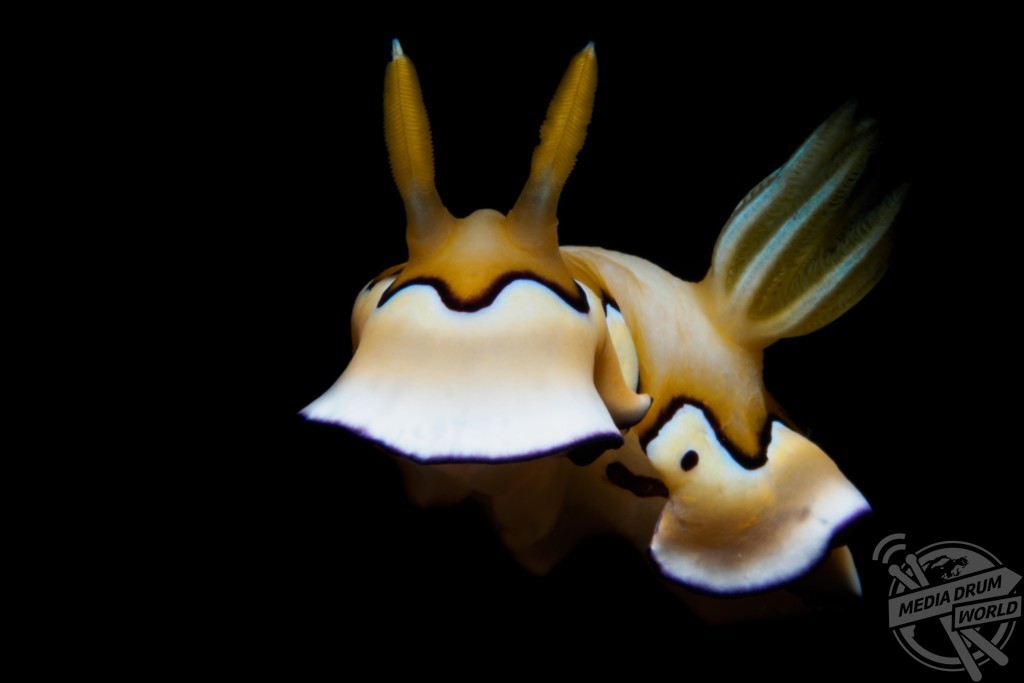 A nudibranch. Marcelo Johan Ogata / mediadrumworld.com