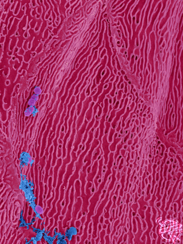 Coloured scanning electron micrograph (SEM) of Bacteria on an epithelial cells from the human tongue filiform papillae. Dennis Kunkel Microscopy/ SPL / mediadrumworld.com