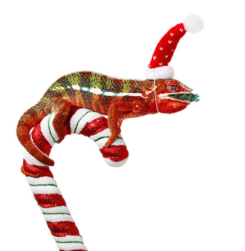 A chameleon sits on top of a candy cane. Scott Cromwell / mediadrumworld.com