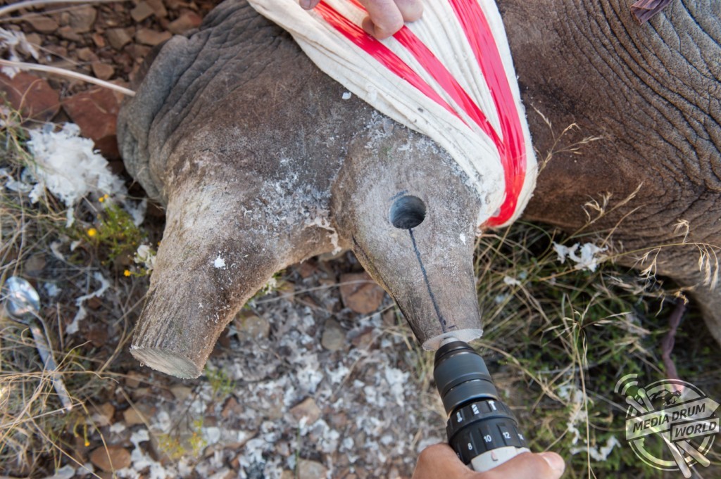 A black rhino being fitted with a tracking device. Pete Oxford / mediadrumworld.com