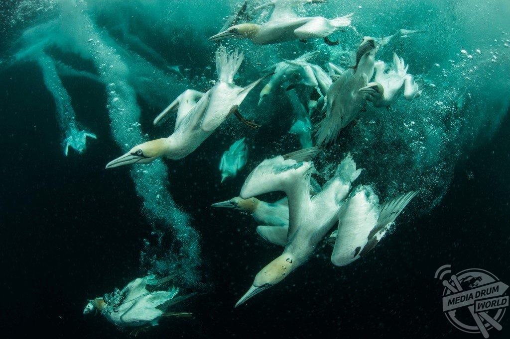 Gannets diving and feeding