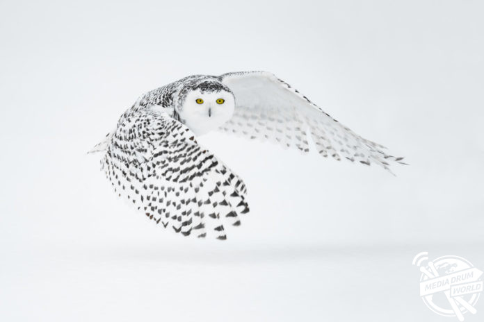 Beautiful Shots Capture This Snowy Owl Swooping Down Graciously Before ...