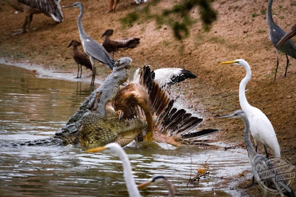 This Crocodile Storks It's Prey As The Reptile Snaps Up A ...