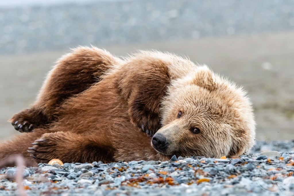 Animals posting. Красивый медведь. Медведь Гризли. Бурый медведь на Аляске. Аляска медведи.