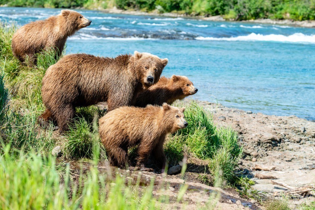 Популяция бурых медведей. Аляскинский бурый медведь. Алясский бурыймедведь. Аляскинский бурый Медведица.
