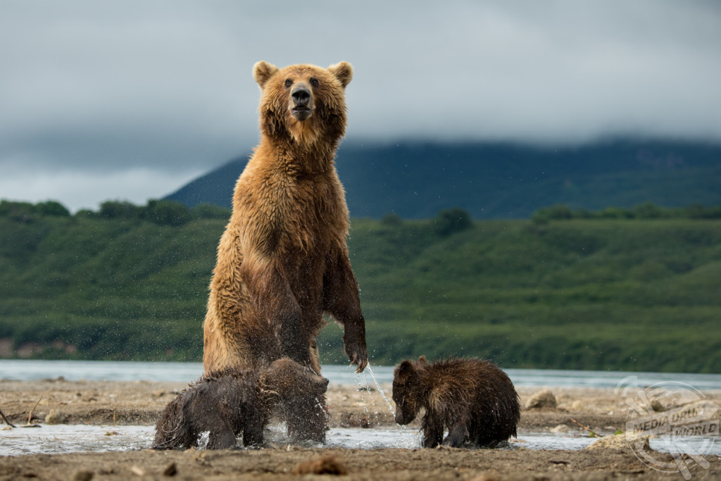 Bears on The Hunt: These Beautiful Beastly Predators Have Been Captured ...