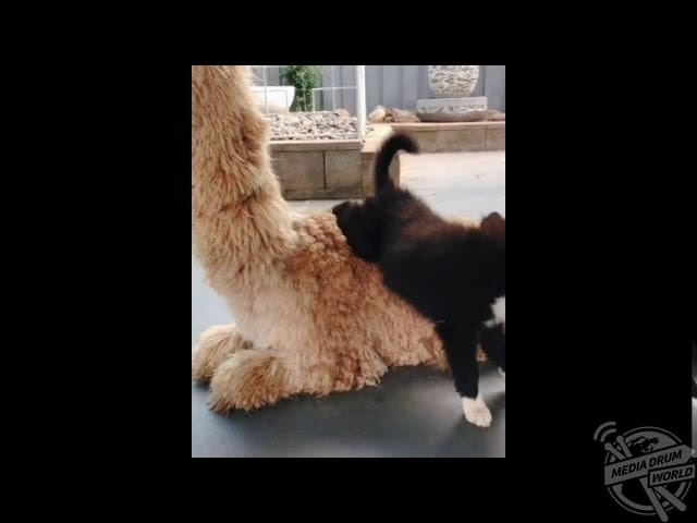 Say Hello To The Most Charming Alpaca On Instagram – And He’s Named Strudle