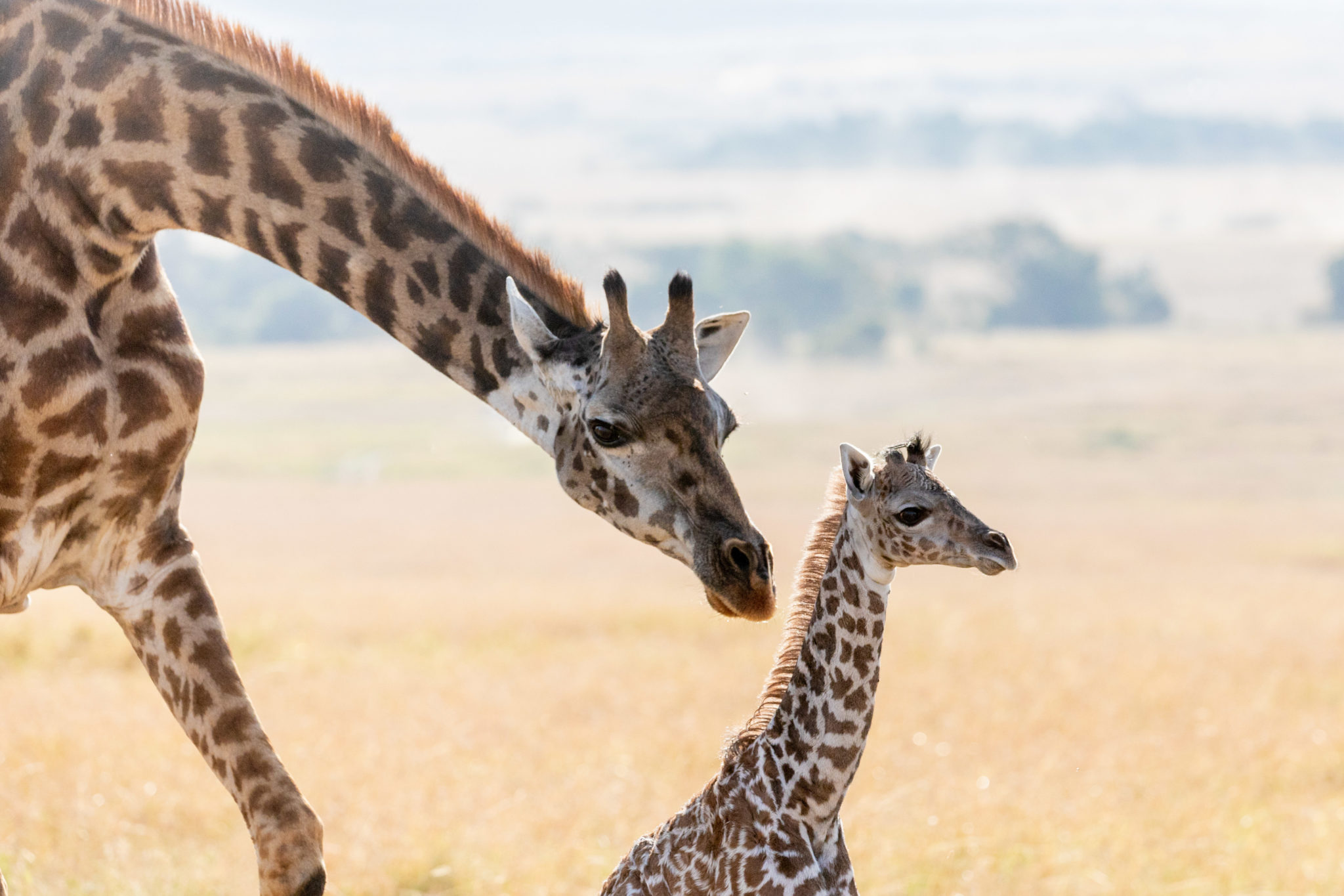 Сколько всего детенышей жирафа родилось за два. Жираф Ротшильда. Жираф-Масаи. Детеныш жирафа. Жираф с детенышем.