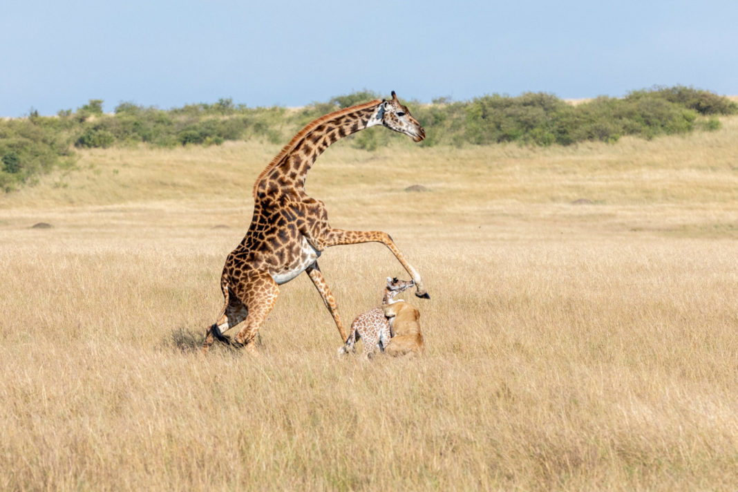 who are giraffe predators