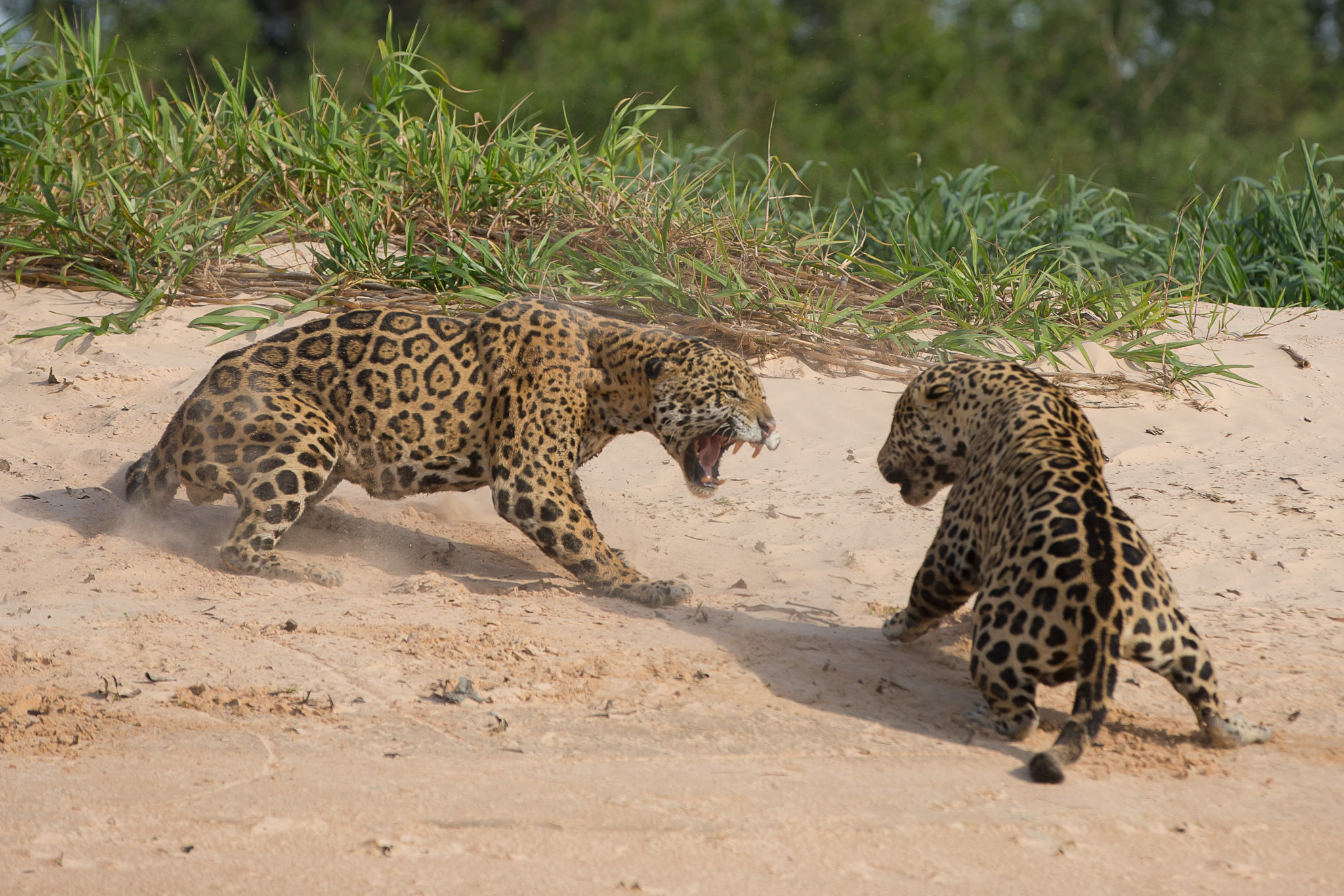 Кто сильнее ягуар или тигр. Ягуар и крокодил. Ягуар Джиа. Леопард высматривающий. Leopard Fight.