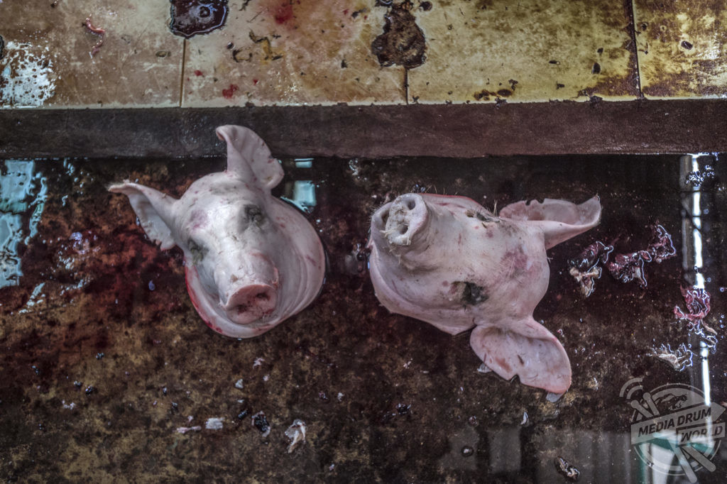 Gruesome Photos Show Horrific Thai Slaughterhouse Where Pigs Are Killed