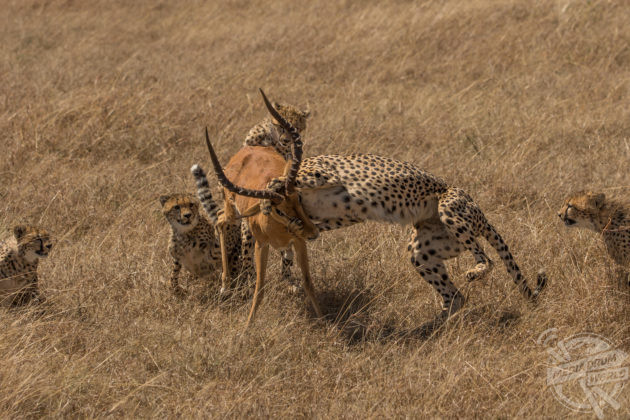 Incredible Photos Show Impala Escaping Savage Attack By Five Cheetahs Media Drum World 4052