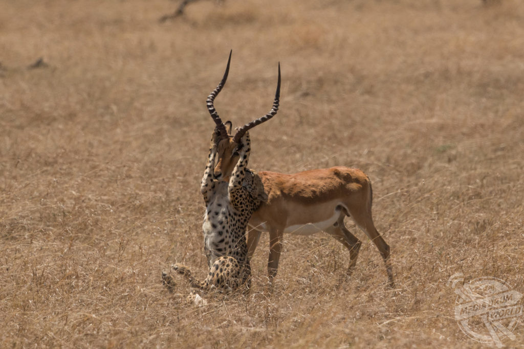 Incredible Photos Show Impala Escaping Savage Attack By Five Cheetahs Media Drum World 5416