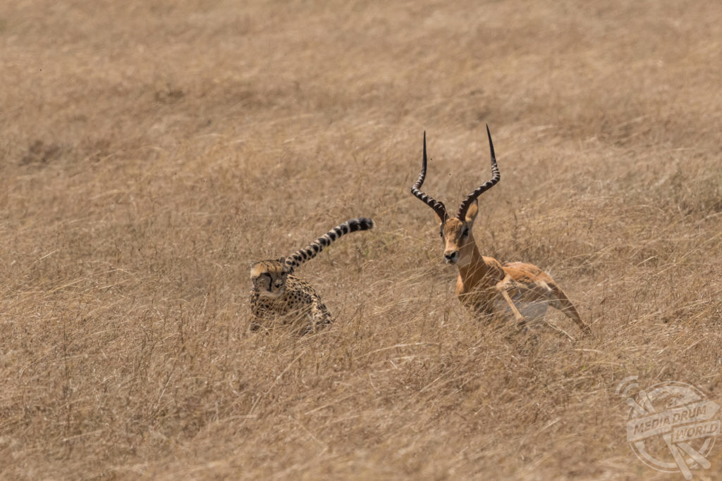 Incredible Photos Show Impala Escaping Savage Attack By Five Cheetahs Media Drum World 0365