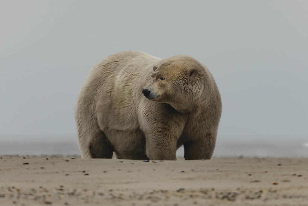Photographer Takes Picture of Ten Stone Overweight Polar Bear