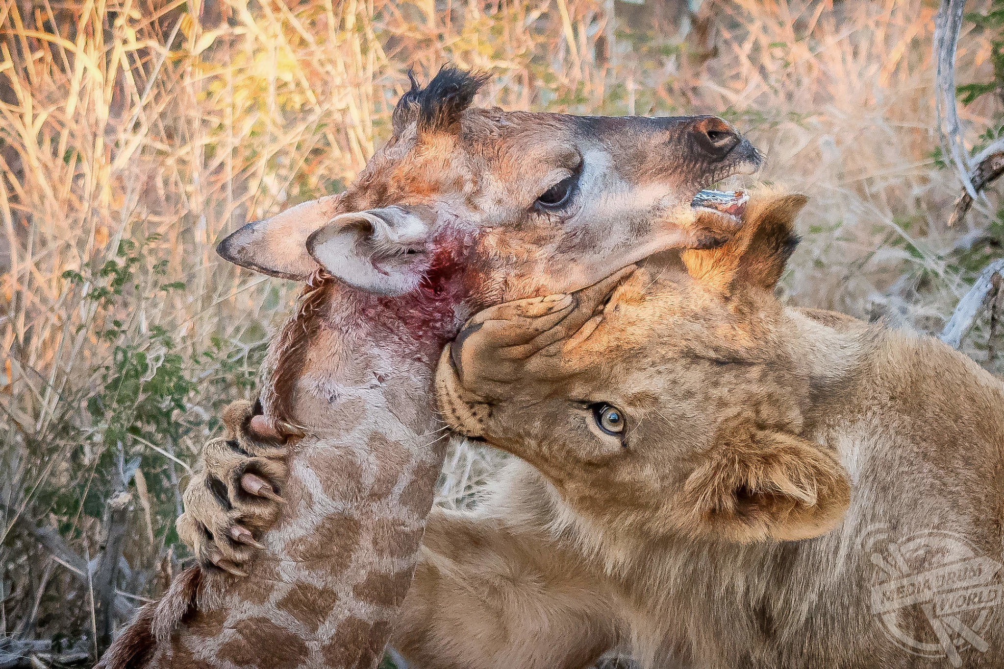 lion eating giraffe