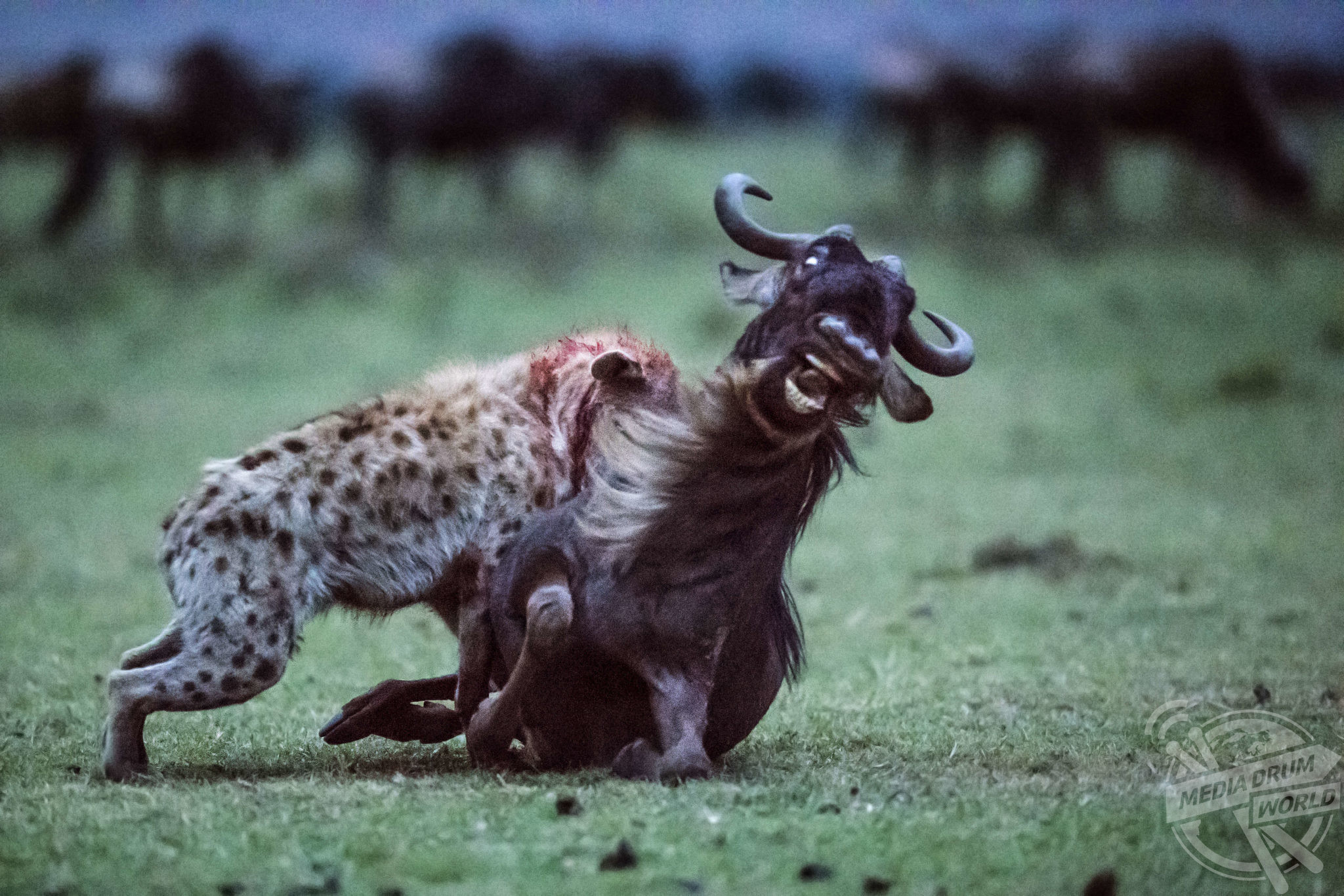 Gory Photos Show A Hyena Taking On A Wildebeest Five Times Its Size And  Winning | Media Drum World