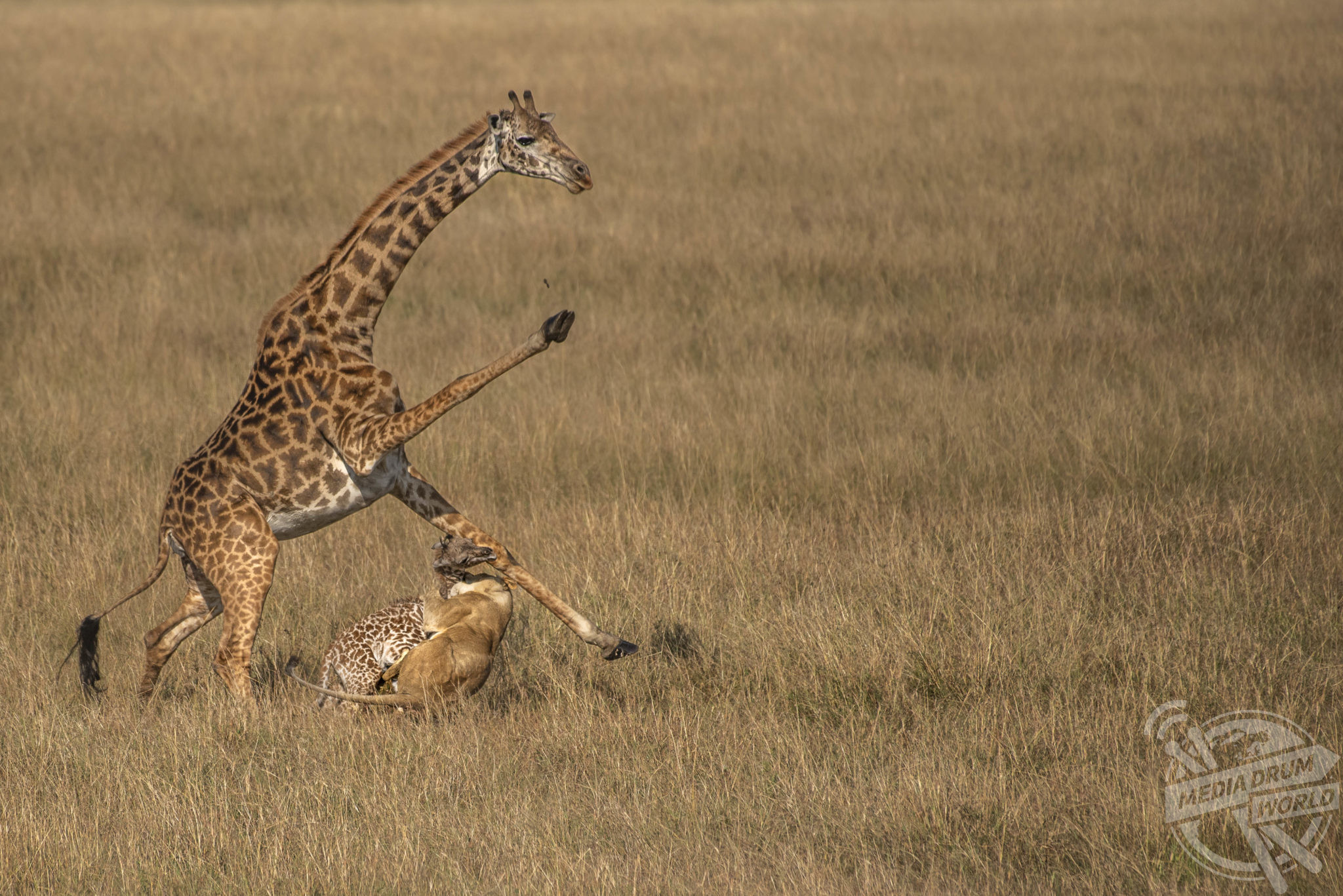A Mother's Instinct: Giraffe Karate Kicks Lion in Bid to Save Newborn Calf  | Media Drum World