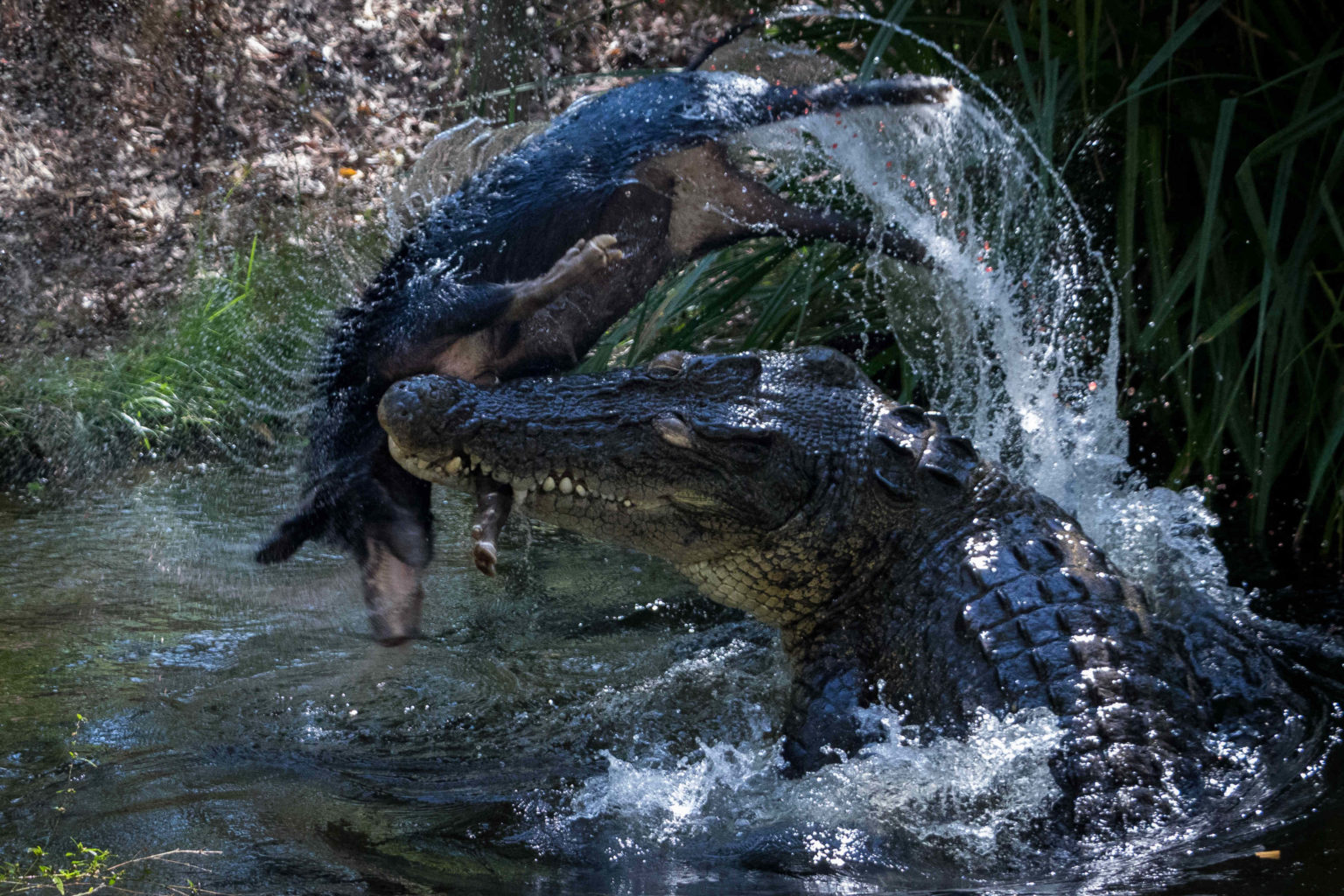 This Hungry Croc Sent A Pig Flying Before Ripping It Apart.