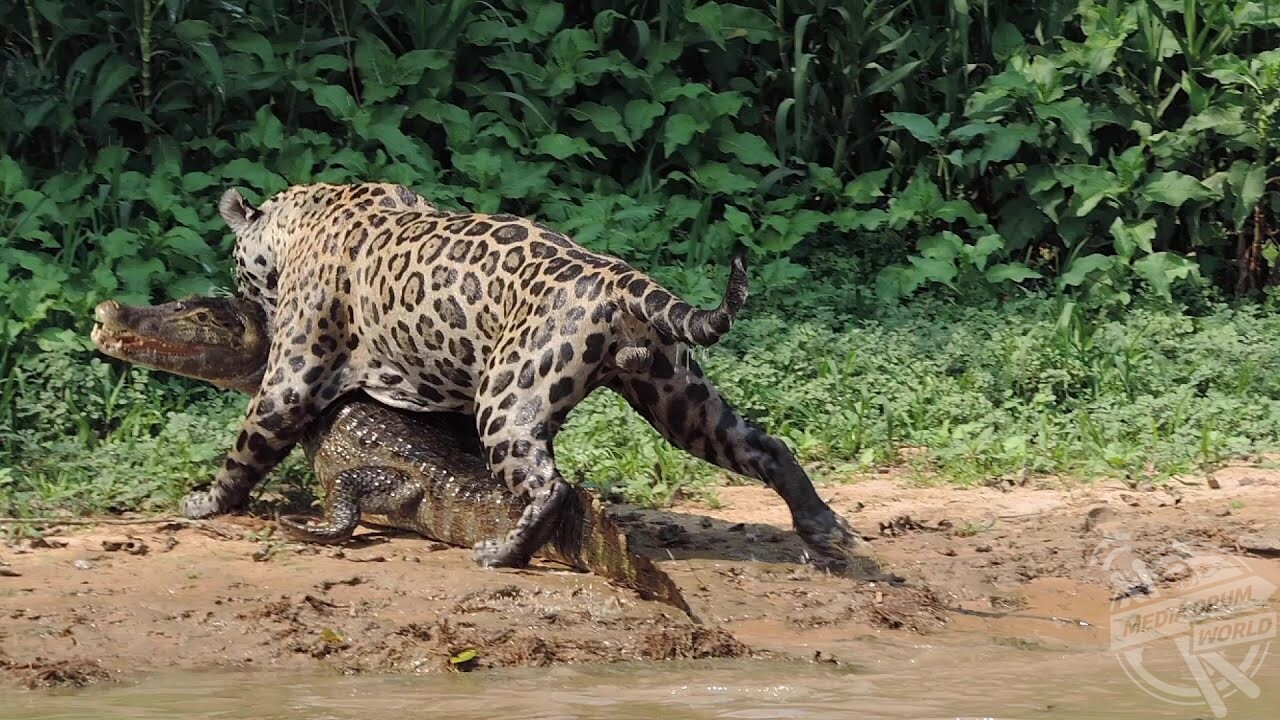 See The Brutal Moment A Male Jaguar Clutches A Crocodile In Its Jaw And