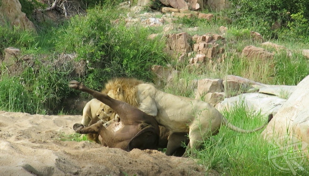 Нападение львов. Парк Whitting нападение Льва.