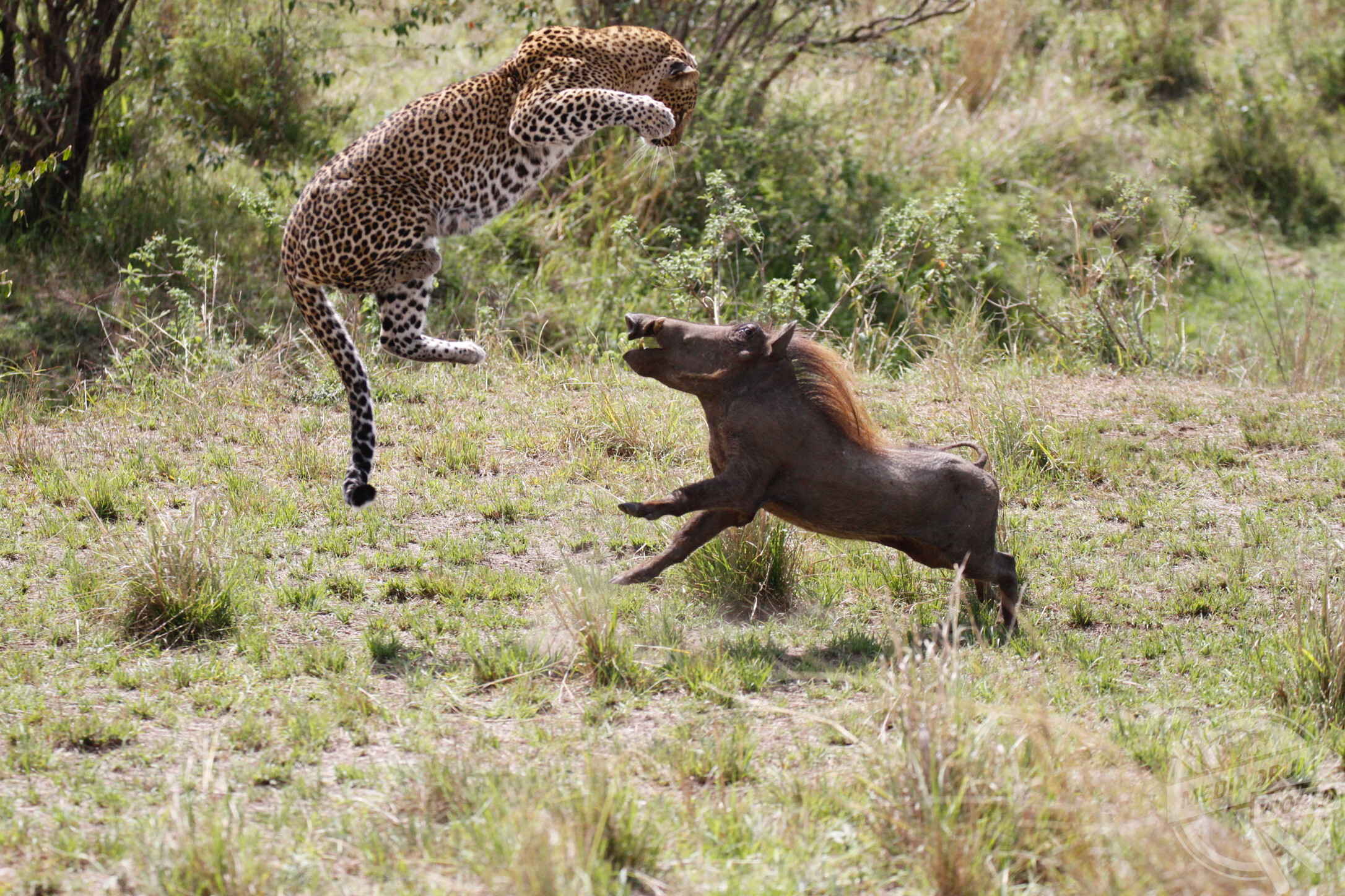 Хищники дикой африки видео. Леопард против бородавочника. Леопард охотится на антилопу. Охота леопарда на бородавочника. Леопард охотится на бородавочника.