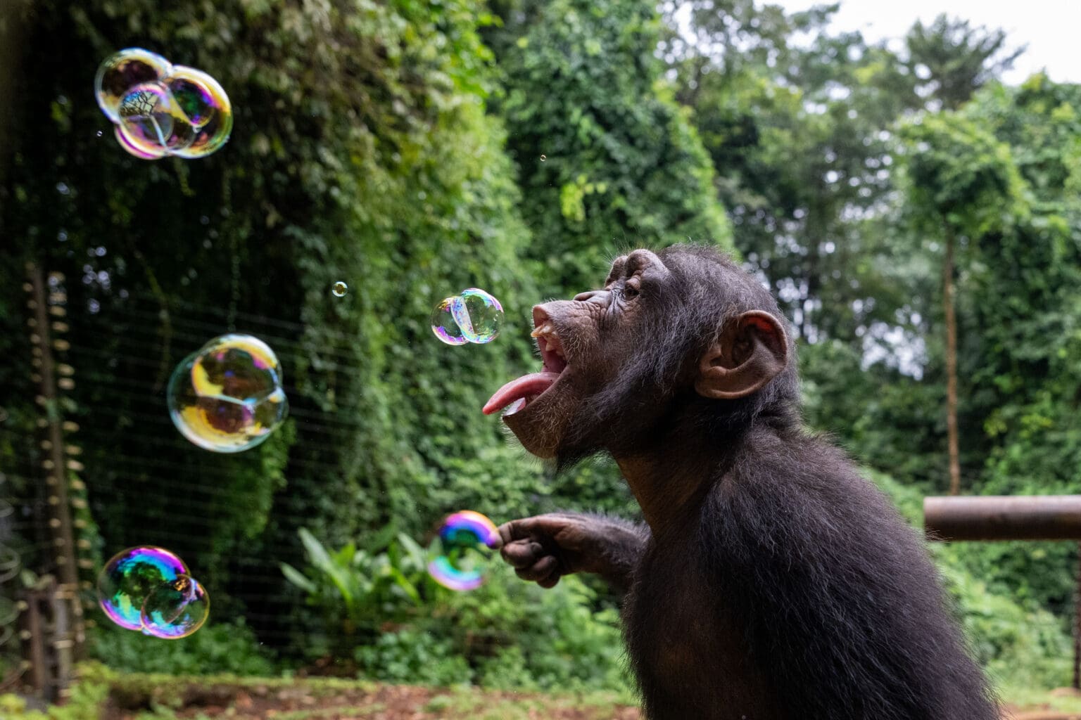 Rotund Chimp Bubble Chimps - Media Drum World