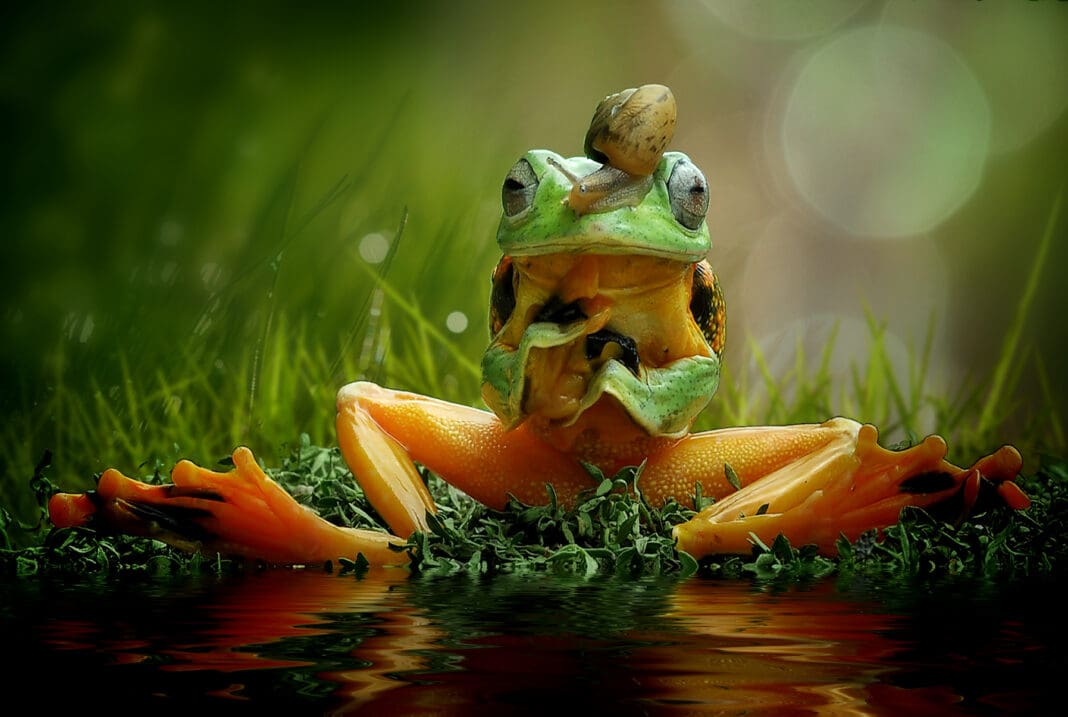 The Most Zen Frog - Media Drum World