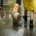 Met Office issues yellow rain warning across UK regions as heavy showers and flooding continue to hit the UK